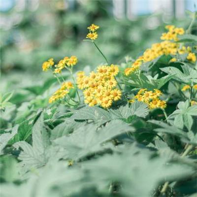 丽水茶苑双扣下载
